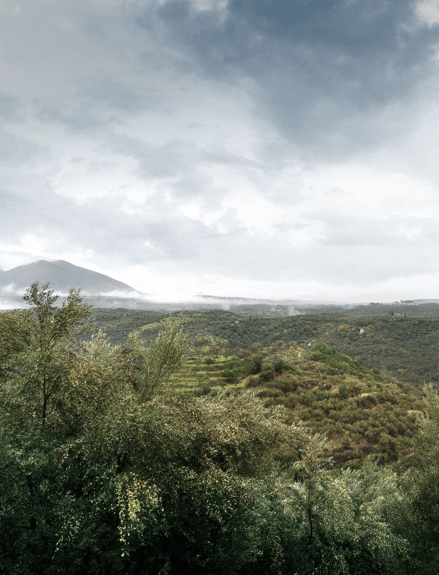 Passing on olive oil's cultural heritage with